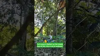 CAPTURING THIS HEARTWARMING PAWS🐈🐾 #cat #catlover #cats #catvideos