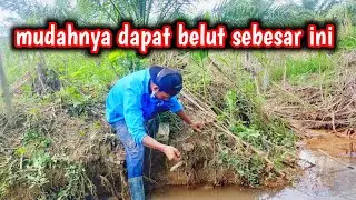 Mancing belut besar di parit kebun sawit