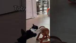Tuxedo cat workin&rsquo; on his fitness 🏋️