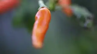 Orange Chilli Hanging From Plant Closeup
