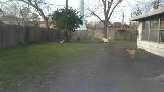 MORE Fetch at Camp Doggercize