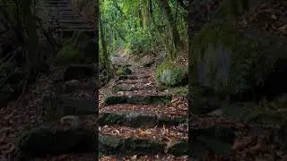 forest &ndash; Ambient Pulse | No Talking #fyp #viral #forest #asmr #ambient  #birds #hiking #mountains