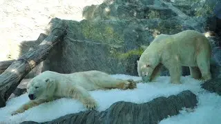 Léto v Zoo Praha: Během horkých dnů si zvířata užívají tuny ledu