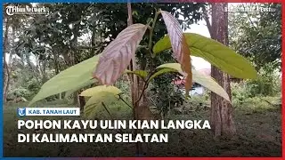 Pohon Kayu Ulin Kian Langka di Kalimantan Selatan, Inilah Penampakannya