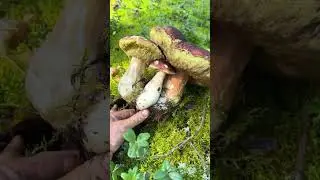 ДОН ПЕРДОЛЬЙО знакомьтесь