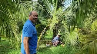 មកលេងចំការដូងលោកគ្រូស៊ុក