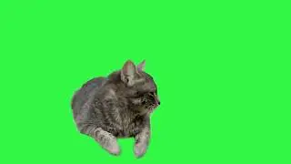 Cat Green Screen | Screen Green Cat #youtube #cat #greenscreen #free