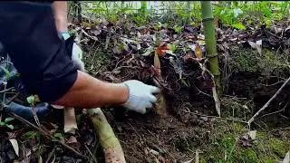 Harvesting Bamboo Shoots from the Forest! #Harvest