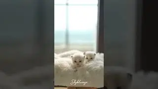 Two cute ragdoll kittens #ragdollcattery #ragdollparcore #ragdollbreeder #gatoragdoll #kitten #cat