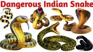 Snake video for kids learing || kids preprimary school learning || hindi and English medium school 