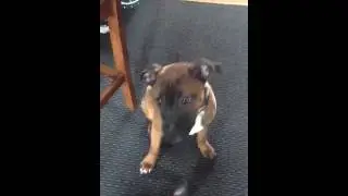 Video of adoptable pet named Cleveland