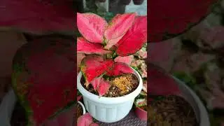 Aesthetically pleasing house plants will improve the quality of living in your house