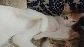 All Efforts in vain to wake up Daisy Cat