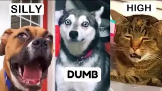 Funny Pets on TikTok That Will Brighten Up Your Day | Fluff Planet Too