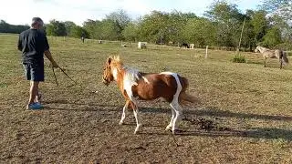 Clau con mini caballo