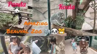 Beauval ZooParc with PANDA 🐼 Part 2
