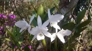 Guaria Blanca (Guarianthe skinneri) Costa Rica 2016