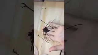 Cute Whip spider 😍 #insecthaus #shorts