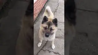 Разгоняем  калории#shortsvideo