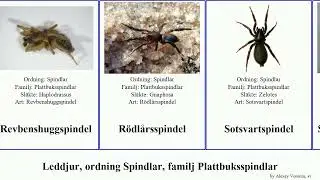 Leddjur, ordning Spindlar, familj Plattbuksspindlar arthropoda Gl&auml;nthuggspindel Alvarspindel Light