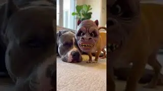 Sleeping Pit Bull Gets the Scare of His Life by Tiny &ldquo;Monster&rdquo; Dog 😱😂