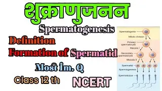 Spermatogenesis # Definition & Example # Formation of spermatid # NCERT Notes # biology notes availa