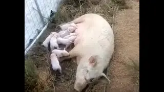 Real Free Range Pig Farming
