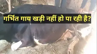 Hypocalcemia | Ketosis | Downer Cow Syndrome 