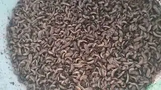 BSF larva feeding chicken, organic waste processing with BSF larva
