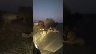 On Safari - Early morning -Sweni Lion Pride #animals #lion #safari #nature #subscribe #short #shorts