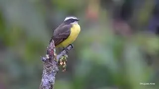 Bentevizinho-de-asa-ferrug&iacute;nea / Rusty-margined Flycatcher /Myiozetetes cayanensis