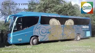 Llegadas y compilación de autobuses, Pacifico Discovery en el Santuario de las luciérnagas, Semana 6