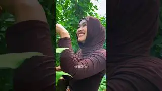 kesederhanaan janda desa cantik panen kacang di kebun 😍😍
