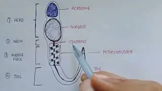 Structure of sperm | parts of sperm | sperm labelled diagram | sperm structure