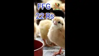 Ffg Chicks for SALE in Jalandhar Punjab