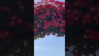 Awesome view rose flowers plant