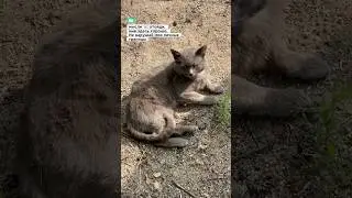 Знакомьтесь, в меру упитанный Кот, уличного происхождения. #Кот красавец #котики