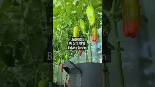 How to grow Peppers in the Balcony | Growing Peppers in the Balcony Garden | Balcony Garden.