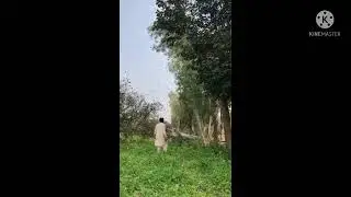 Cutting down tall silk-cotton tree in Pakistan fields