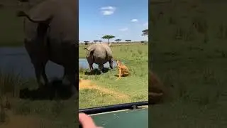 Rhino&rsquo;s Defense Shocks a Charging Cheetah
