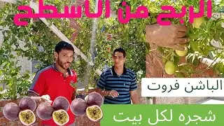 زراعة الباشن فروت في المنزل مشروع مربح علي الاسطح