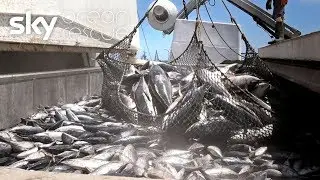 Plenty more fish in the sea?