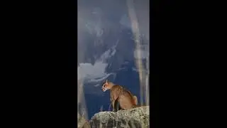 Puma in Patagonia