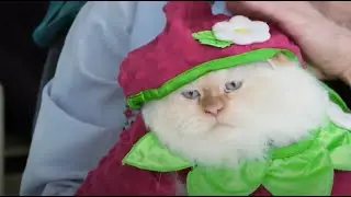 OMG Cat Strawberry Outfit! Jackson Galaxy Worst Nightmare Ever? | My Cat From Hell | Animal Planet