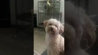Some crazy moments 🐶🦜 #cute 🐶 #cutepets  #smallpets #smartpets #playfulpets