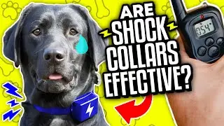 Electric Shock Collars for Dog Training - Ethical or Not?