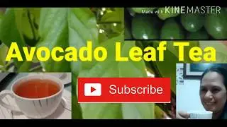 Health Benefits of Avocado Leaves
