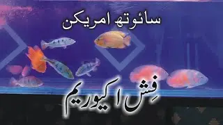 South American Fish Aquarium | Vlog | Majid Hashmi