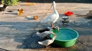 Necesitas tener un estanque de agua para poder reproducir los gansos/eneste mes se reproducenlasocas