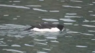 Alca com&uacute;n (alca torda)
